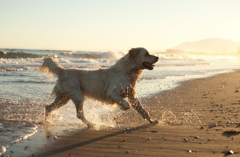 Entspannter Urlaub mit Hund auf Mallorca die wichtigsten Tipps