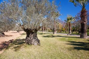 MR208-Inca-9008